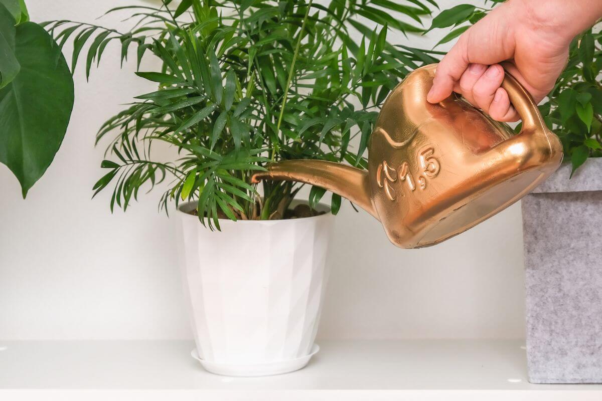 A hand waters a small potted parlor palm with a golden watering can.