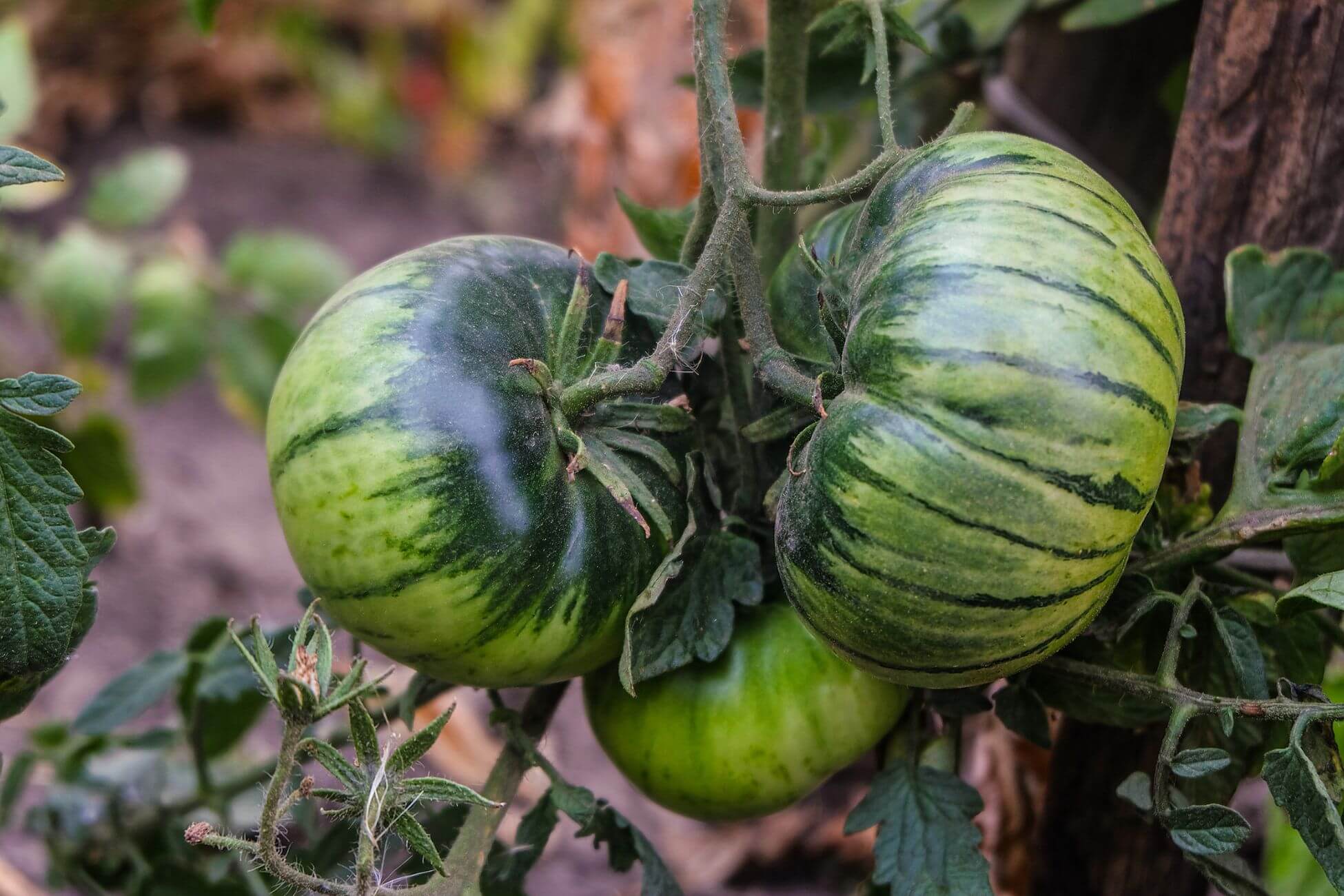 Close-up of Green Zebra open-pollinated tomatoes on the vine, featuring dark and light green stripes amid lush foliage.