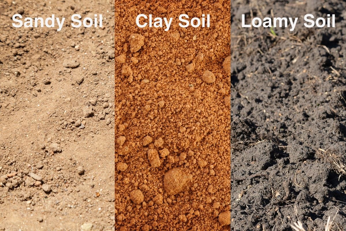 Guide to soil and its three types: Sandy Soil, Clay Soil, and Loamy Soil.