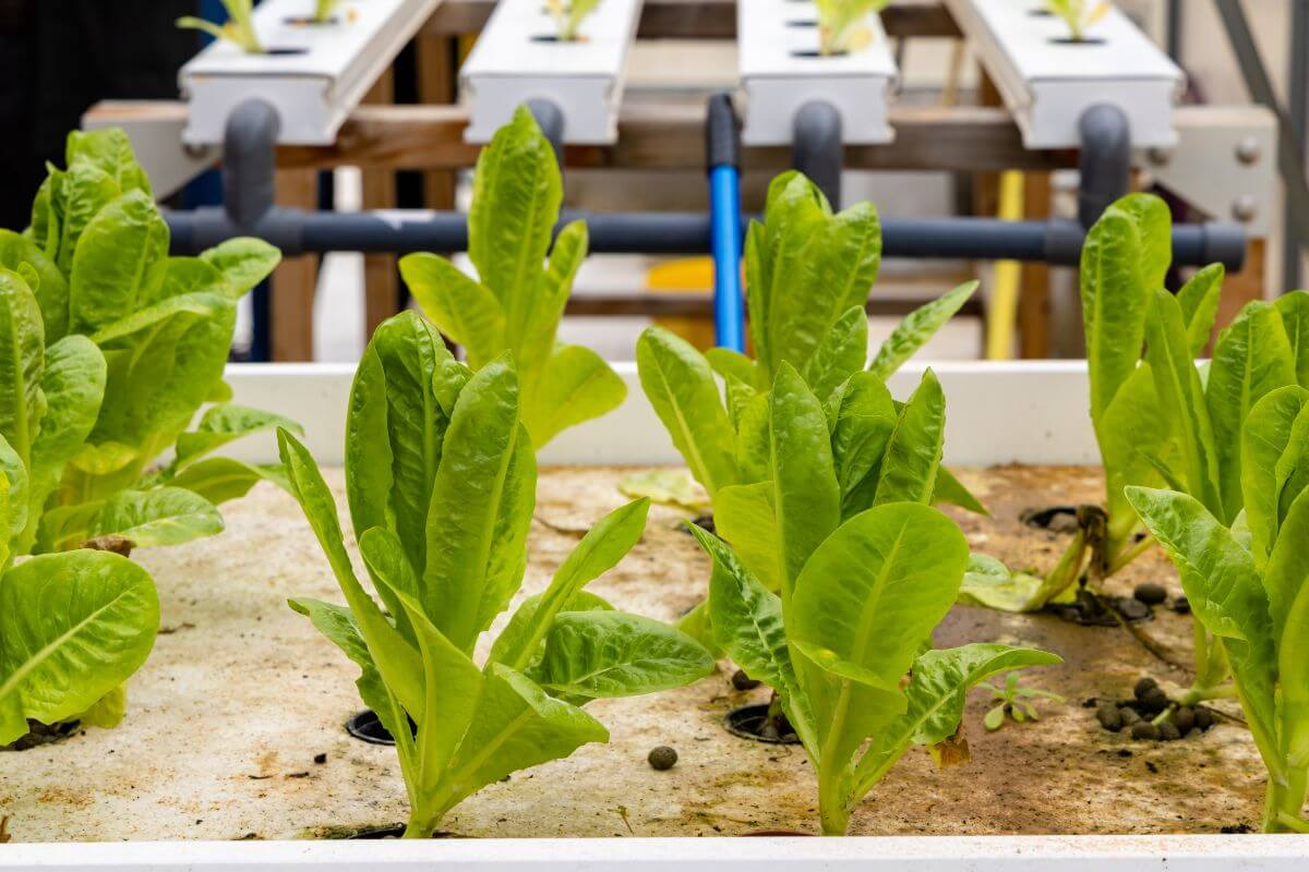 Green leafy vegetable plants growing in a aquaponic system, with roots anchored in a nutrient-rich solution. Blue pipes and white grow trays are visible in the background, part of the hydroponic setup. 