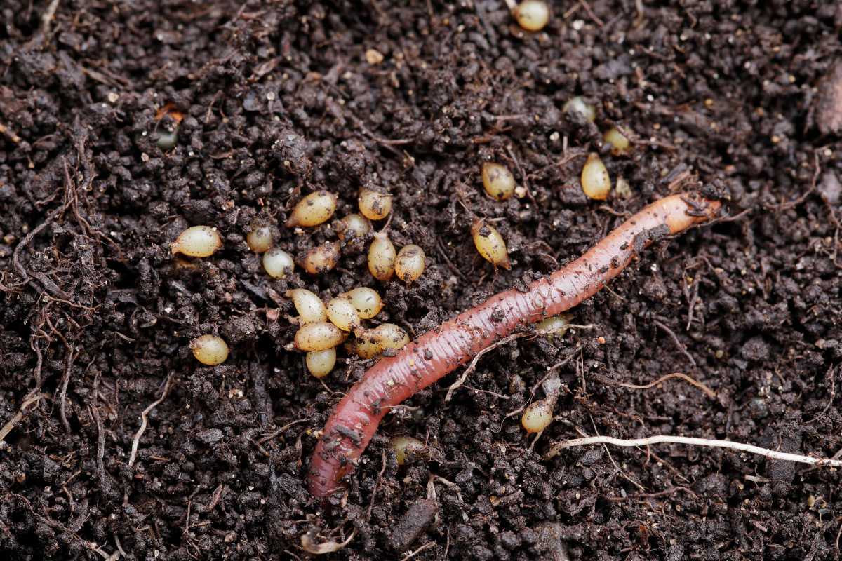 A close-up of an earthworm on dark, moist soil surrounded by small, yellowish worm eggs.