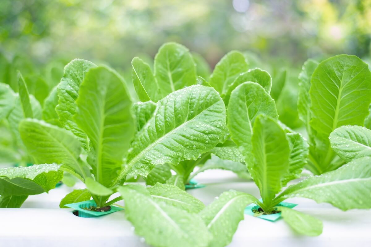 Vibrant green lettuce plants growing in a hydroponic system under grow lights. 