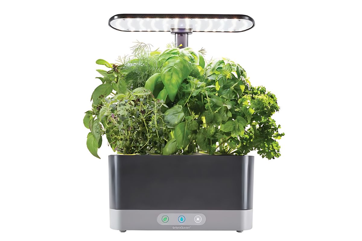 A black AeroGarden with various green herbs growing under an adjustable LED grow light. The herbs appear lush and healthy.