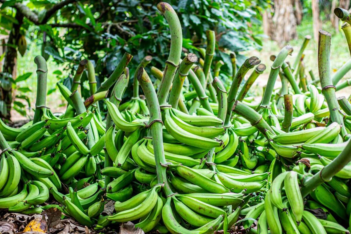 A large, lush pile of freshly harvested green plantain, still attached to their stalks, is displayed outdoors. 