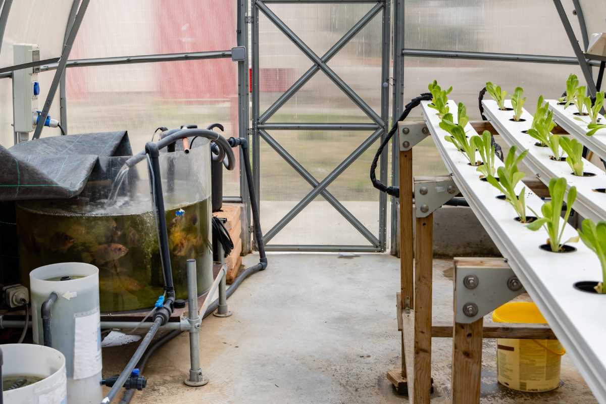 A greenhouse interior showcasing aquaponics. On the left, a tank with fish and filtration equipment illustrates the aquaponic system. On the right, rows of green leafy plants flourish in a hydroponic setup with water flowing through the pipes.