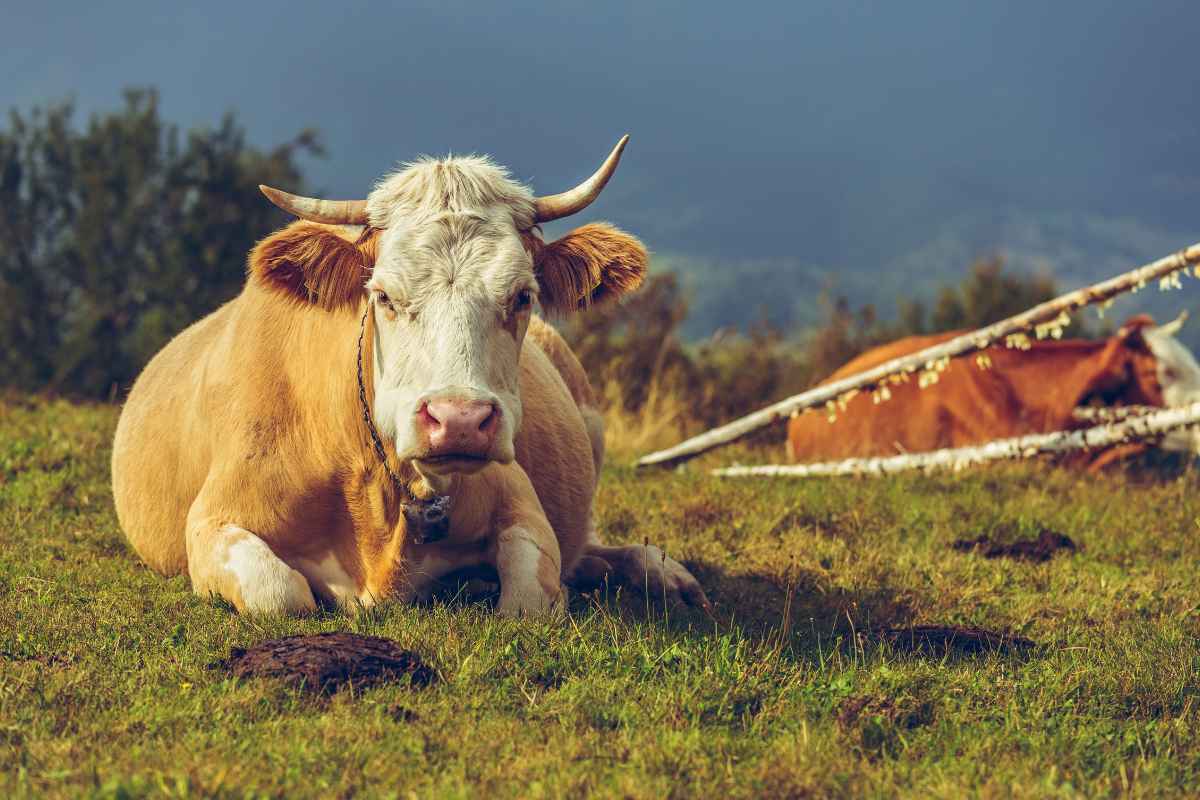 A light brown cow with horns is lying down on a grassy field under a cloudy sky and a cow manure is spotted in the foreground.