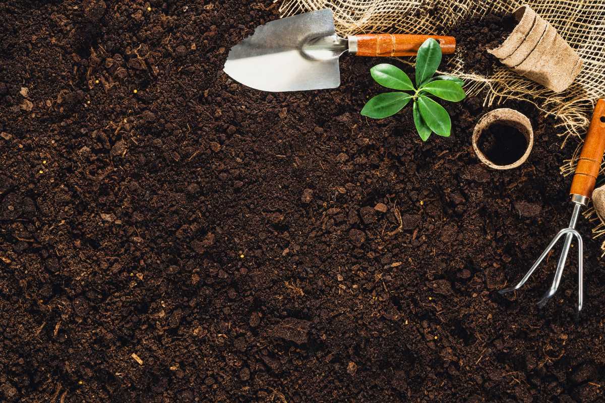 A trowel and a hand rake with wooden handles lay on a garden soil next to a small green plant. 