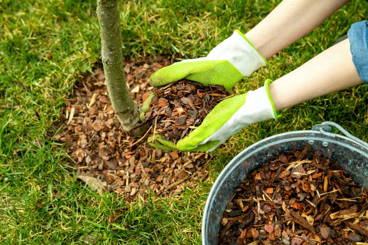 A person wearing green and white gardening gloves places brown mulch around the base of a small tree on grassy ground.