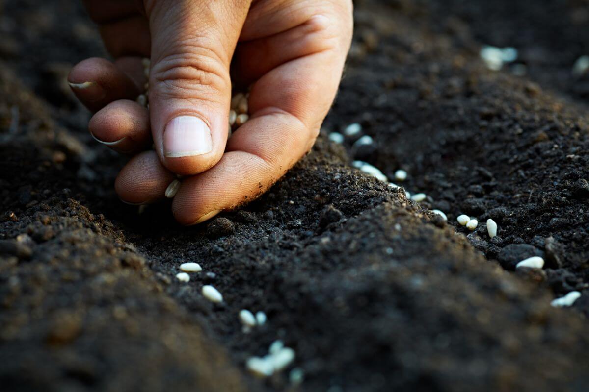 A person's hand sowing white pollinated seeds in dark, rich soil. 