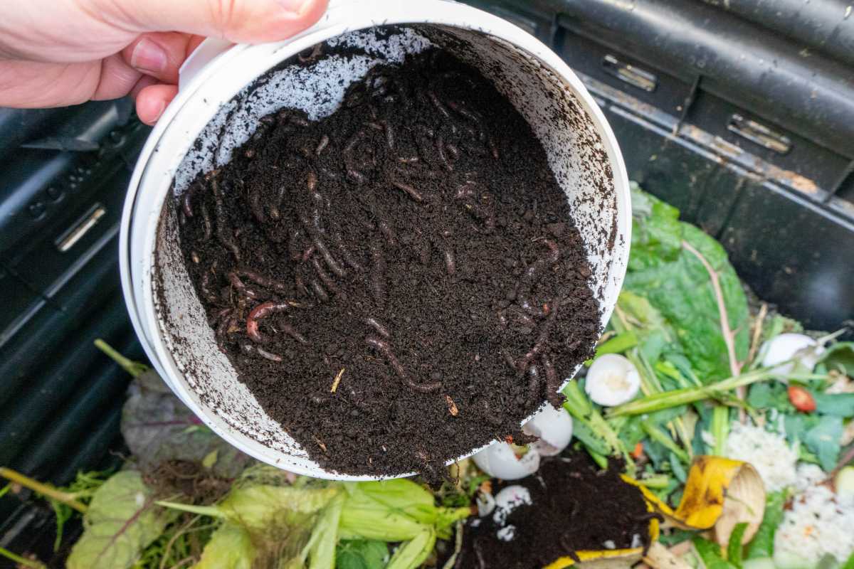 A hand holding a white bucket filled with soil and visible worms over a compost bin teeming with organic materials like vegetable scraps, leafy greens, and eggshells. 