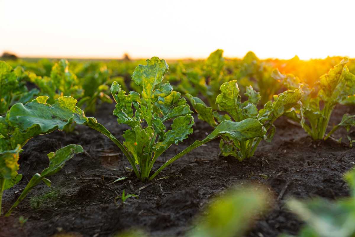 Beet plants growing in a field at sunset. The green leaves of the plants are vibrant and healthy, nourished by compost for vegetable gardens, 