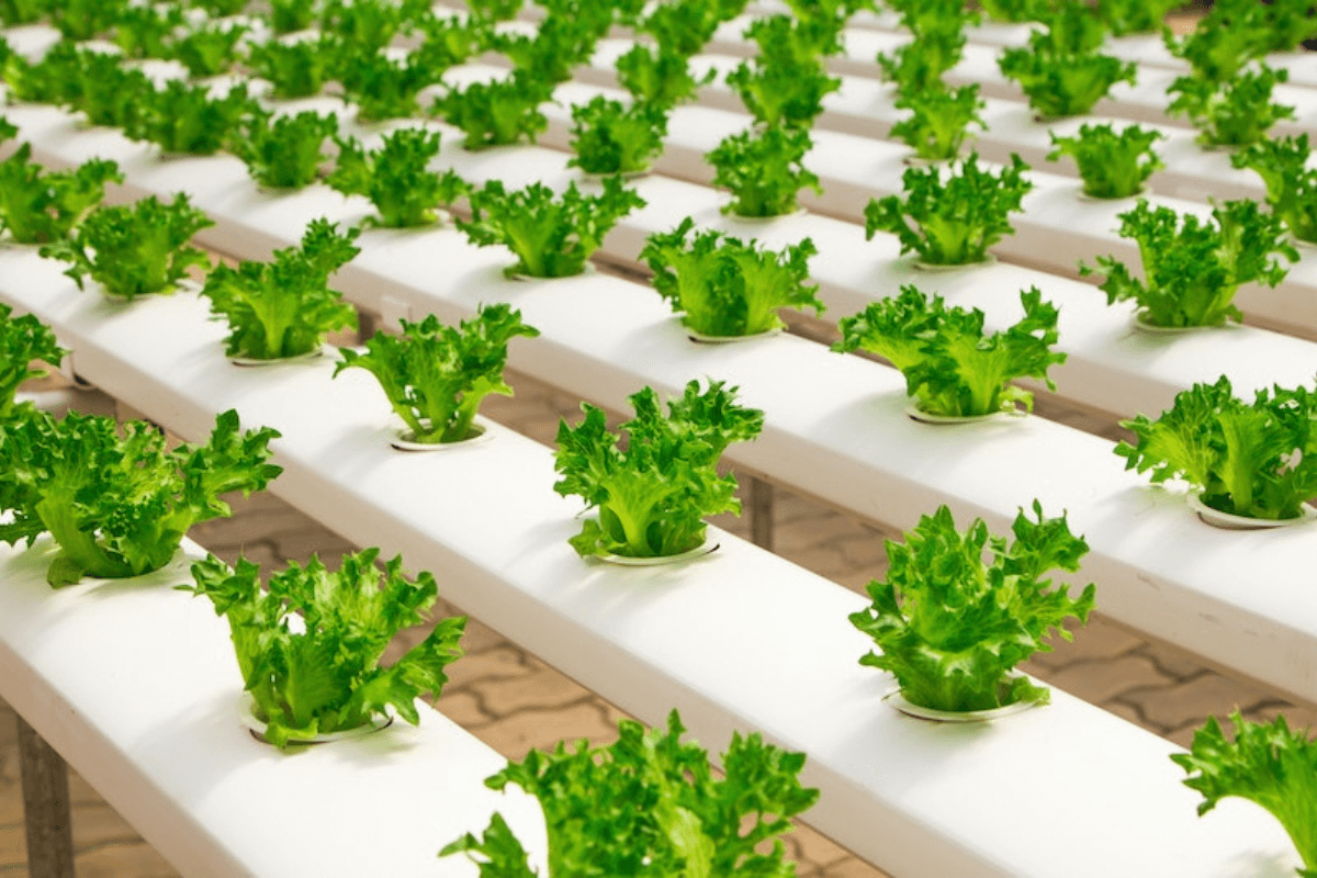 A hydroponic garden with rows of vibrant green lettuce plants growing in white rectangular channels.
