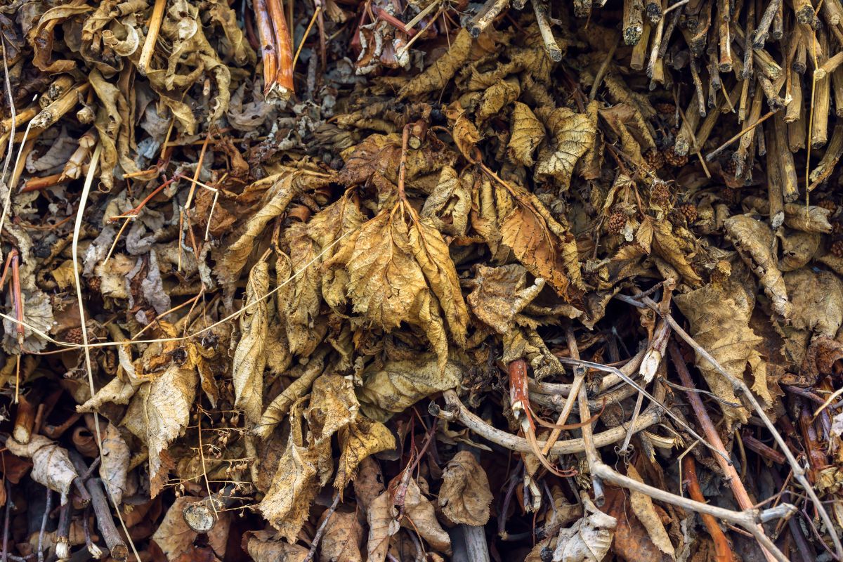 A close-up view of a dense pile of dead leaves and twigs in various shades of brown.