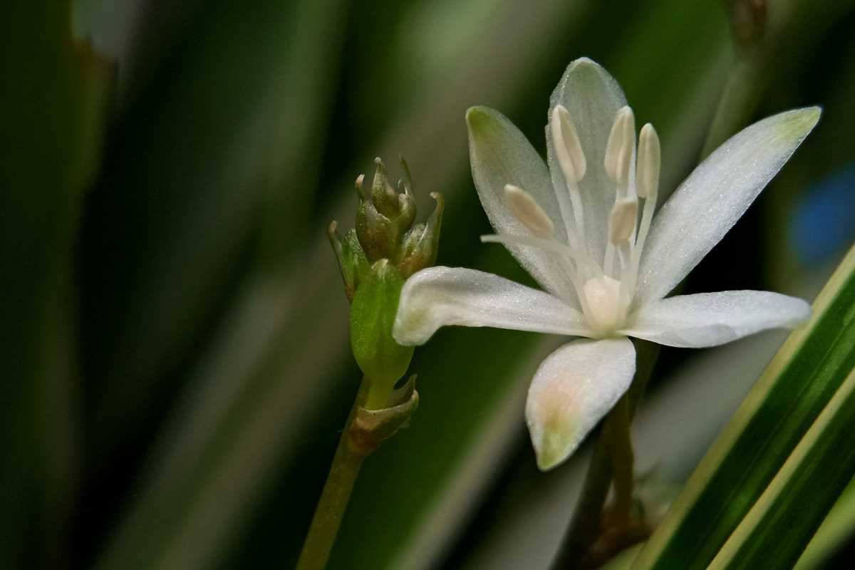 A delicate white spider plant flower with several prominent stamens blooming next to a green bud amid lush, green foliage. 