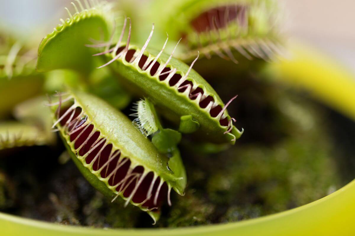 Close-up image of a Venus flytrap, showcasing detailed green and red trapping structures with spiky, teeth-like extensions.