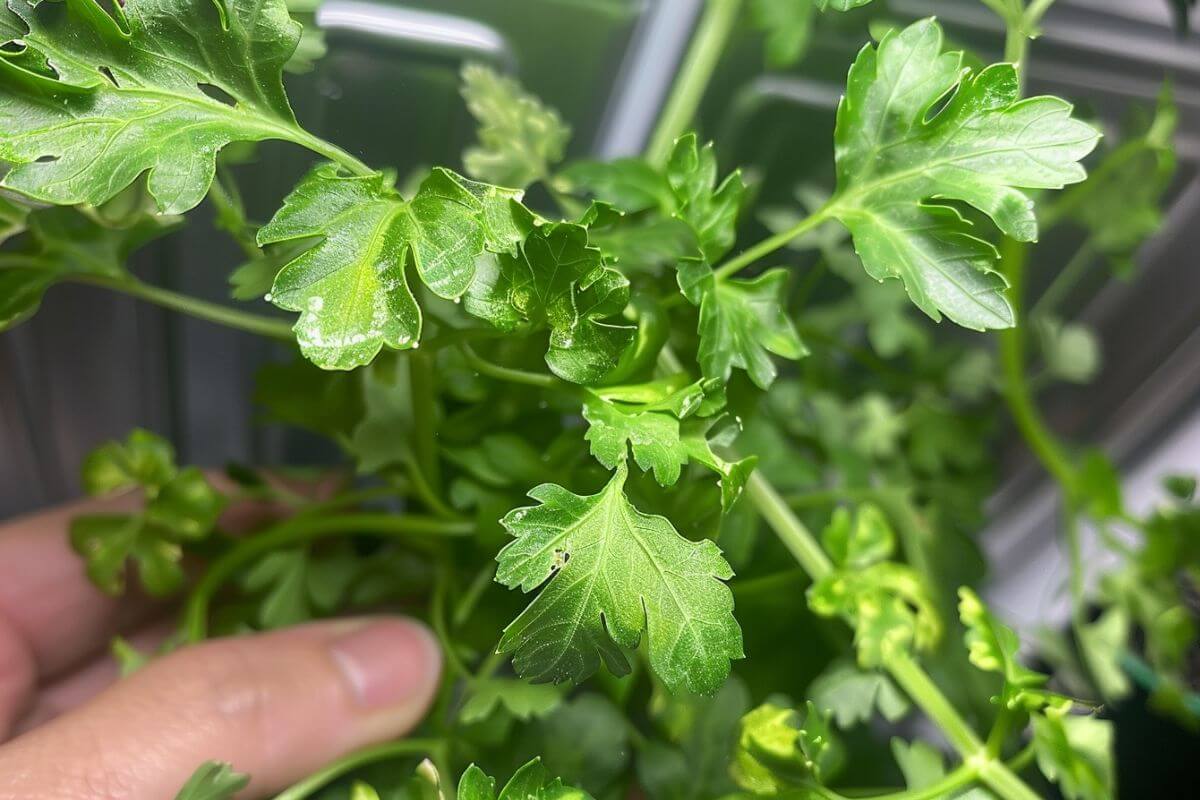 A close-up shot of a person's hand gently holding the vibrant green leaves of a healthy parsley plant in an AeroGarden. 