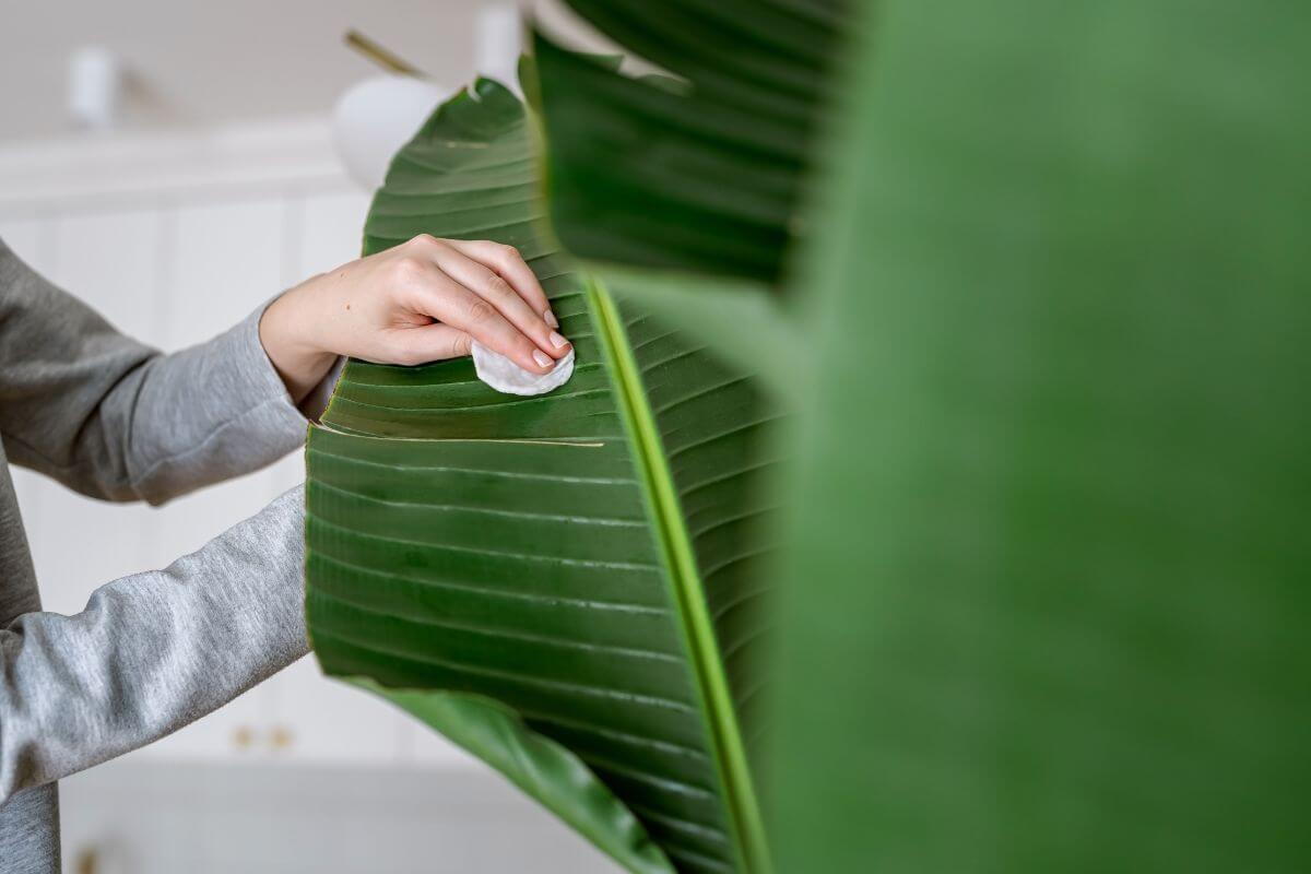 A person cleaning the large green leaves of a White Bird of Paradise with a white cloth. 