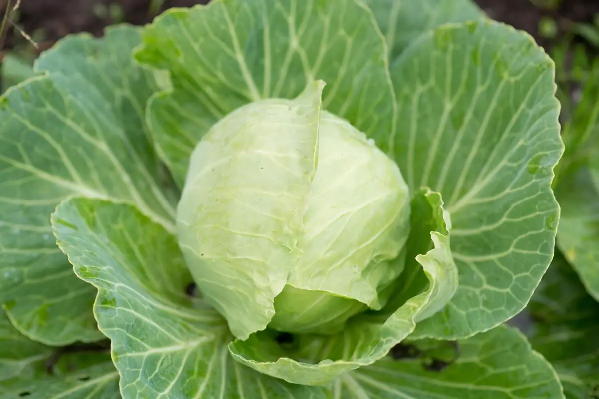 A fresh white cabbage, one of the fall edible plants, growing in a garden.