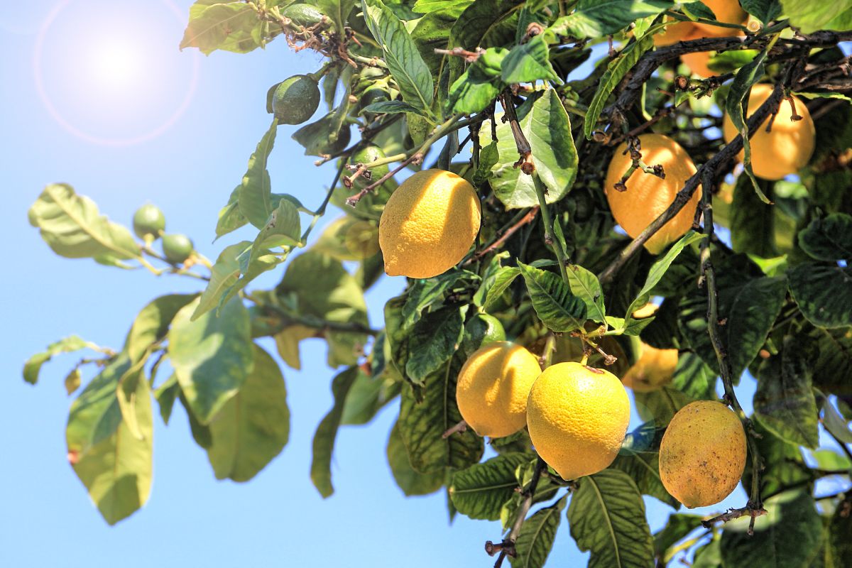 A cluster of ripe yellow lemons hangs from a tree branch with green leaves against a clear blue sky. The sun shines brightly in the top left corner, casting a warm glow over the scene.