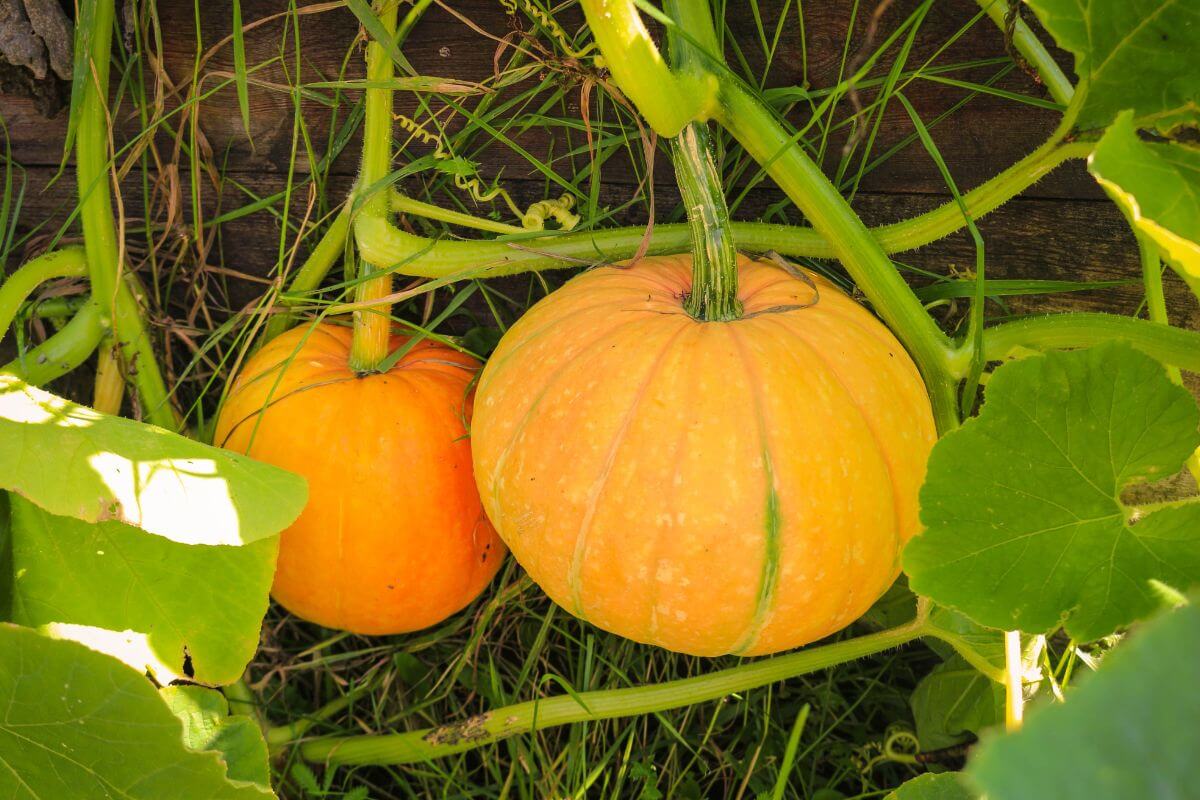 Two orange pumpkins with green stems are growing on a lush vine.