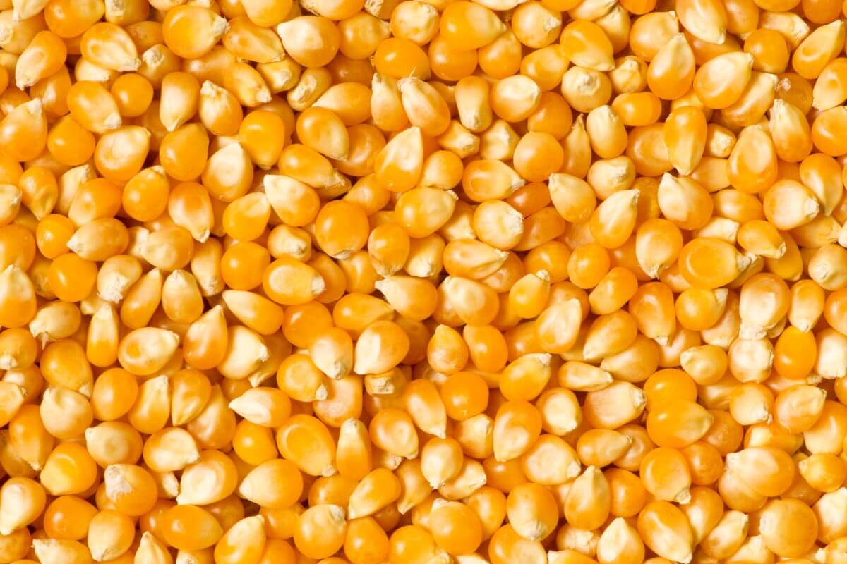A close-up image of a large quantity of yellow corn kernels. The kernels are densely packed, displaying a vibrant, golden-yellow color with some slight variations in hue.