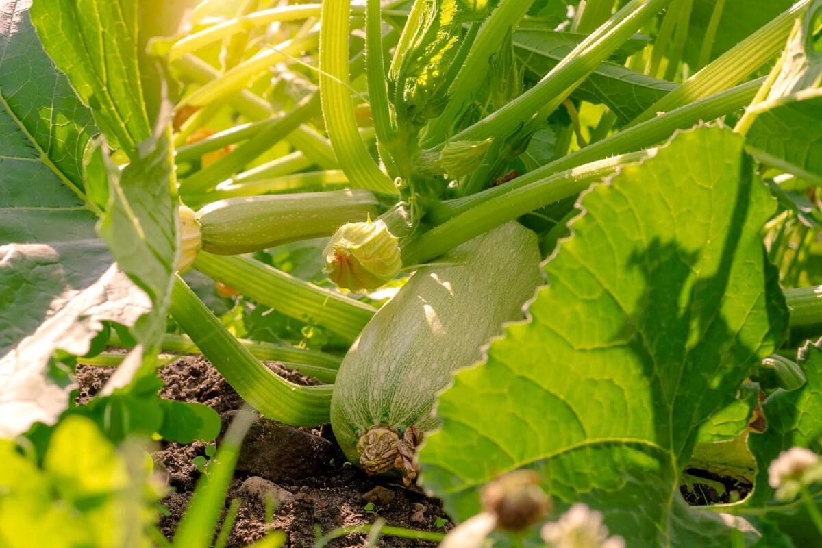 A close-up of a zucchini plant in a garden reveals a large zucchini growing among green leaves and stems.