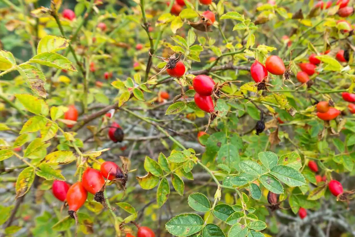 A shrub with ripe red Wild Rose and green leaves. The branches are covered with oval-shaped fruits, which are among the edible winter plants.