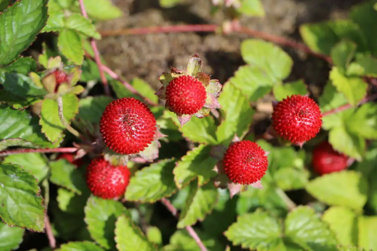 Mock strawberries with bright red, bumpy fruits and green leaves.
