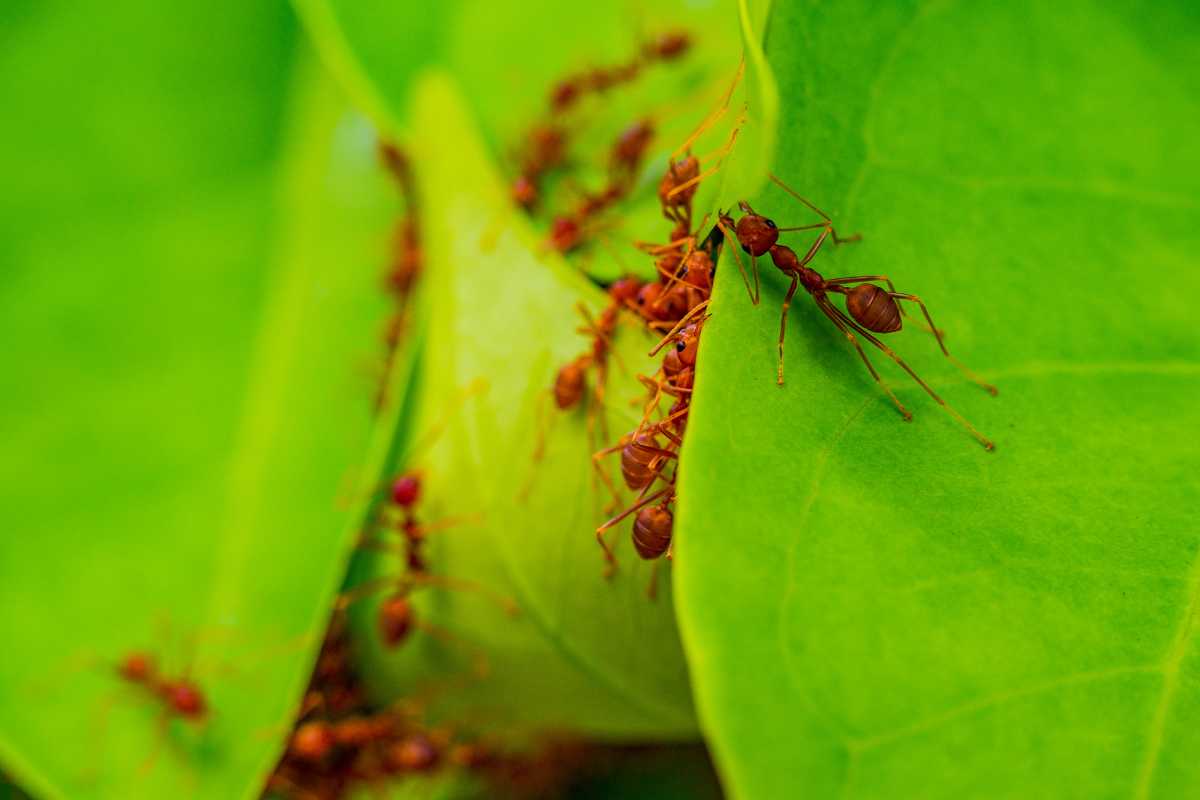 A group of red ants working together to build a nest by folding a large green leaf. 