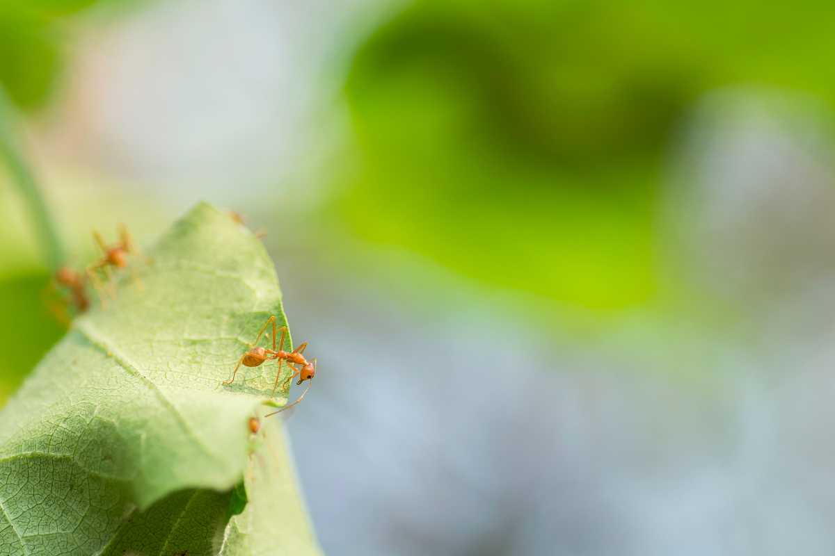 Several small, orange ants on the edge of a green bean leaf.