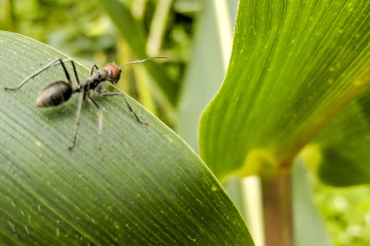 An ant on a green corn leaf, possibly in a corn garden.