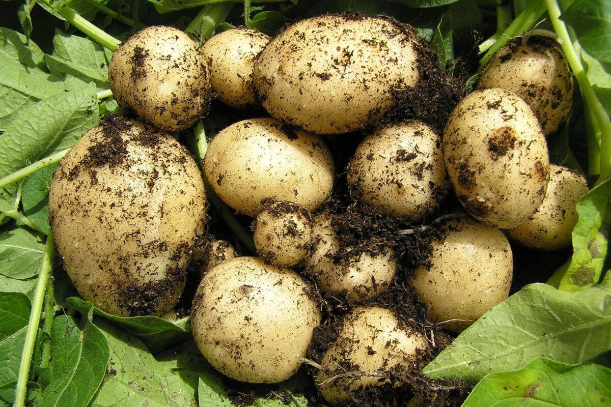 Freshly harvested potatoes, covered in dirt, are gathered on a bed of green leaves. 