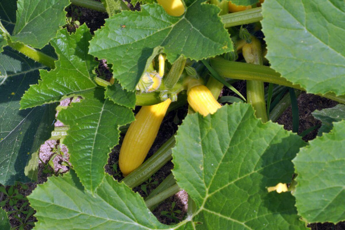 A garden bed filled with large green leaves partially concealing several yellow squash.