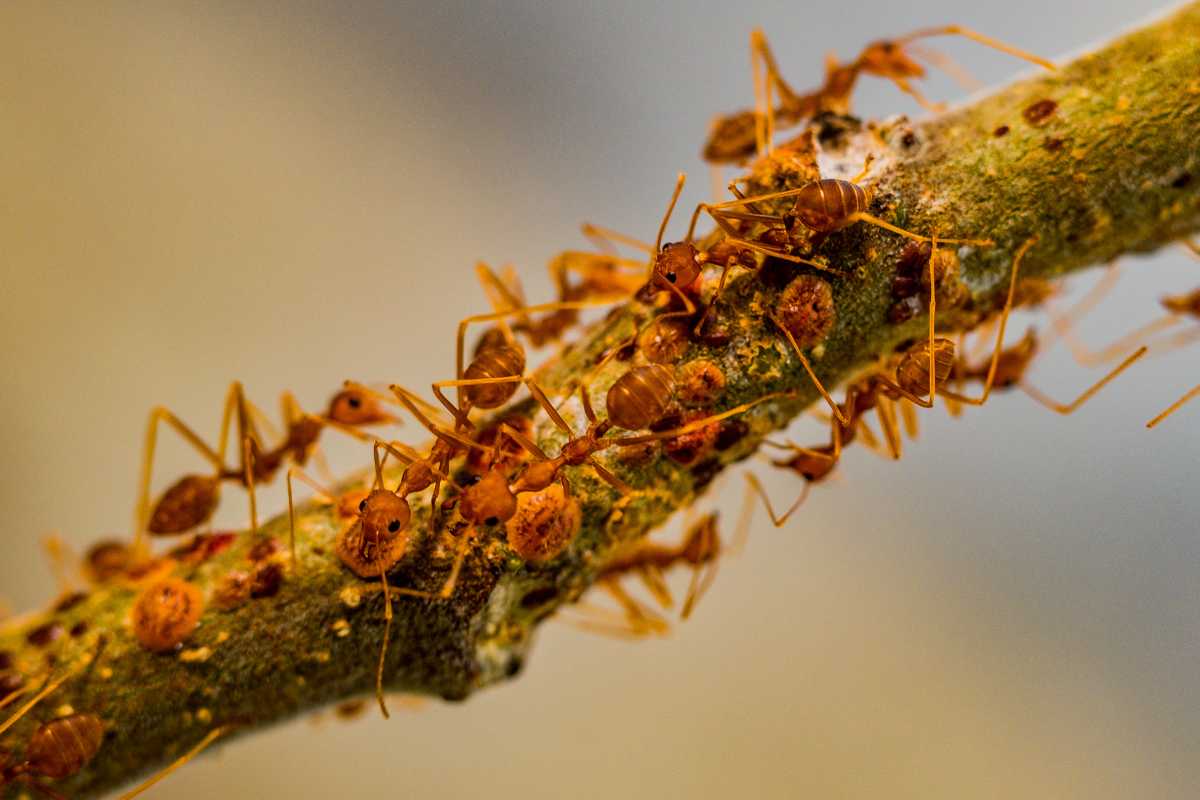 Numerous red ants crawling on a brown branch. The ants are clustered together, displaying their segmented bodies, antennae, and legs. 