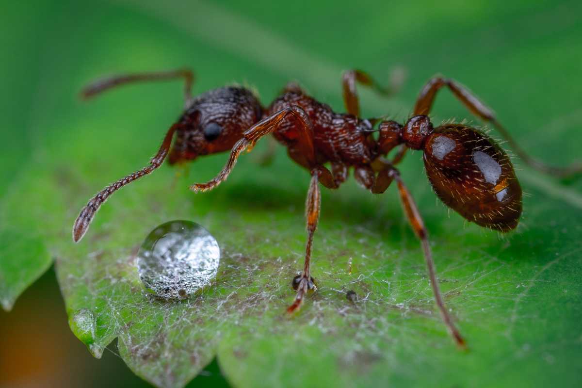 A brown ant standing on a green leaf next to a droplet of water. 