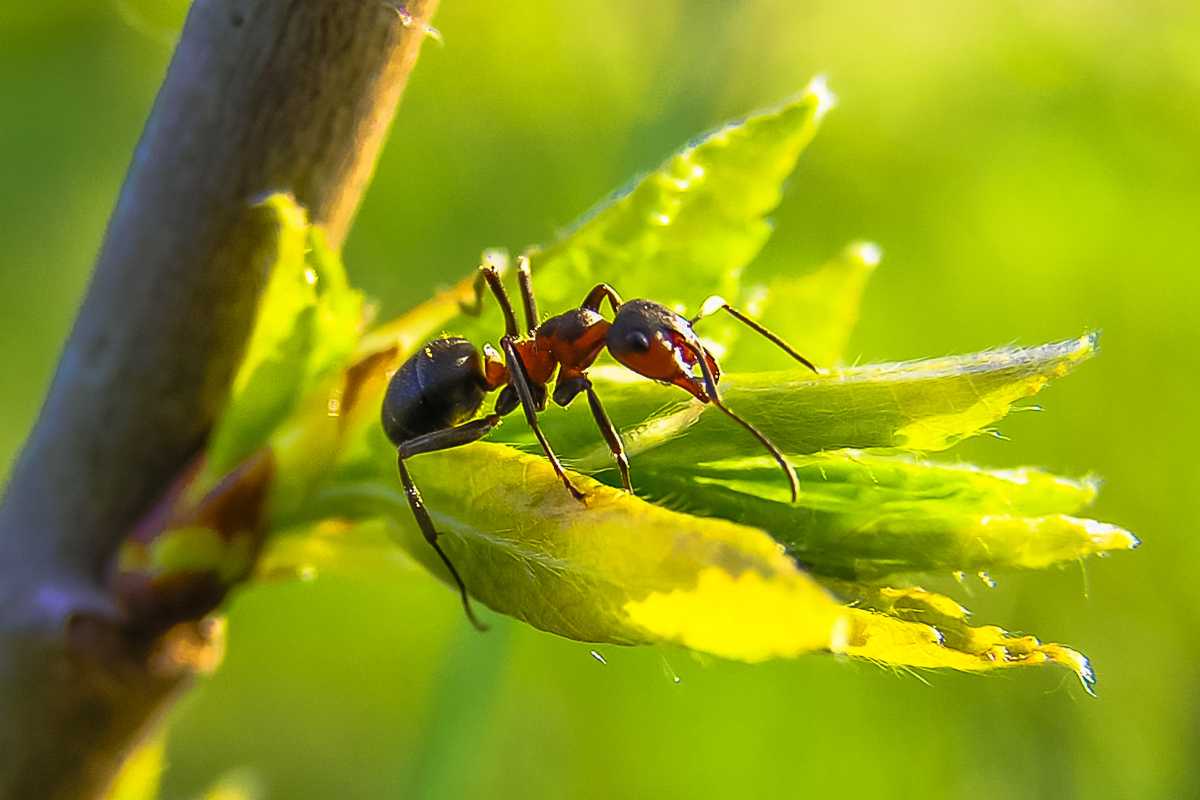 A black and red ant standing on a green zucchini leaf, with a blurred background of yellow and green foliage. 