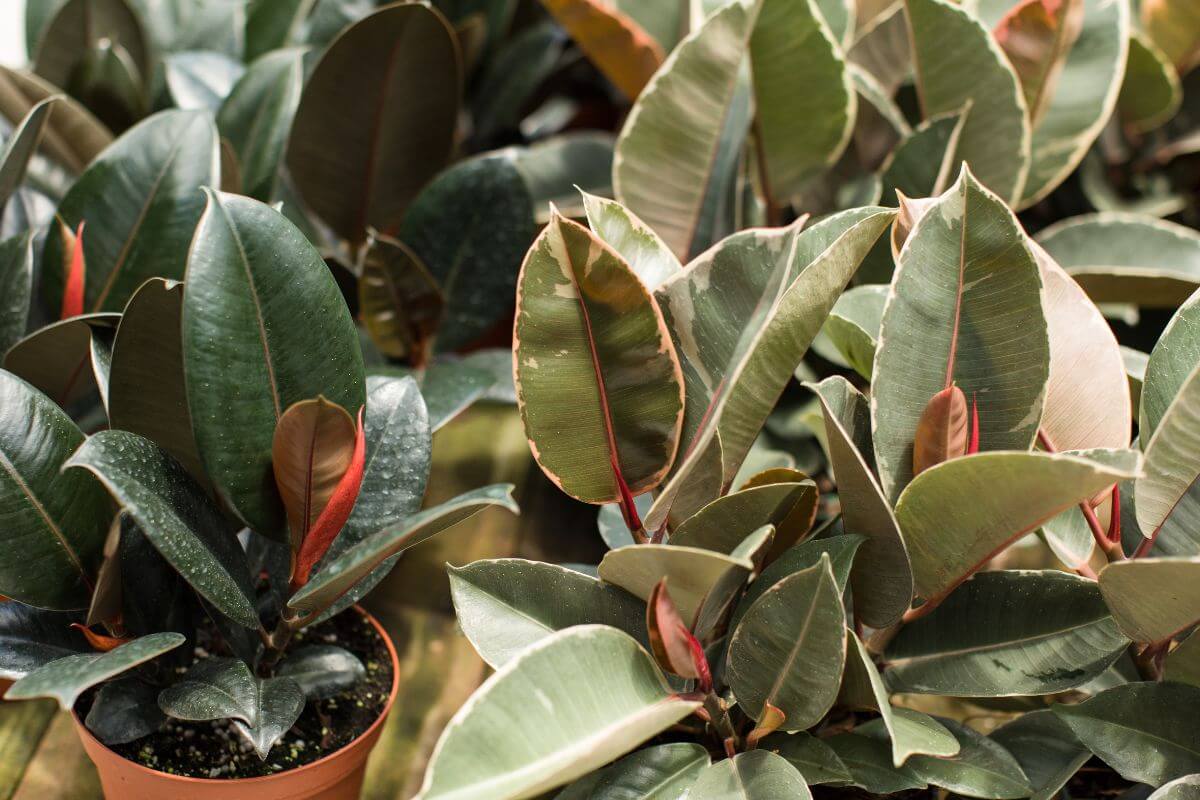 Rubber plants with large, glossy leaves are a staple in indoor greenery.