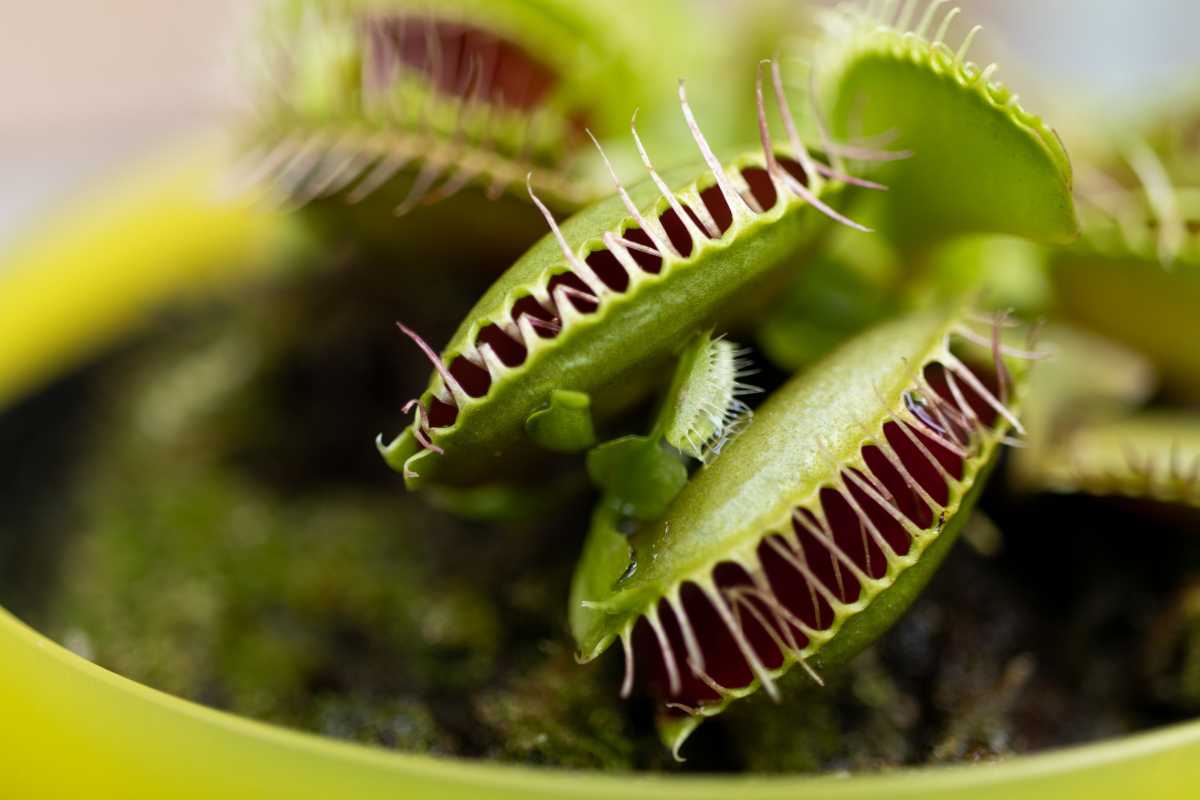 A Venus flytrap plant showcasing its green, hinged, jaw-like leaves.