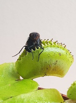 Venus Flytrap Most Common and Popular Houseplant