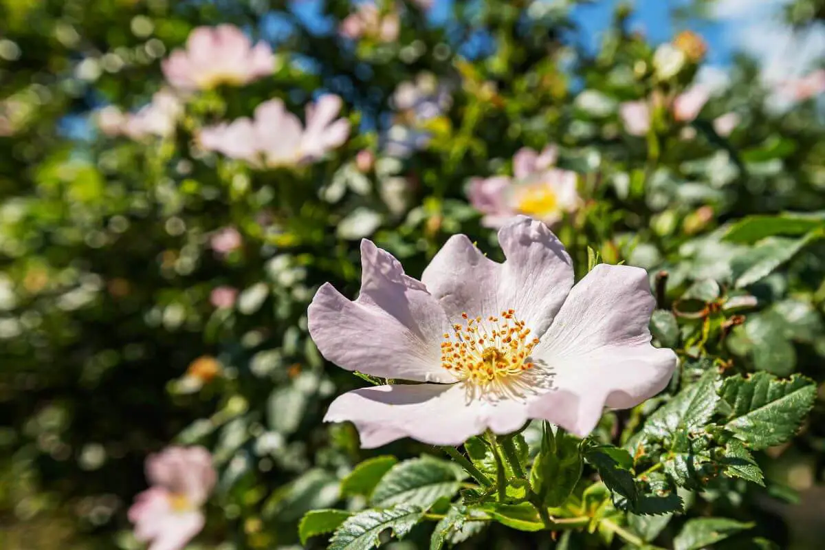 Light pink wild roses, one of the wild edible plants, in full bloom with yellow centers, surrounded by lush green leaves.