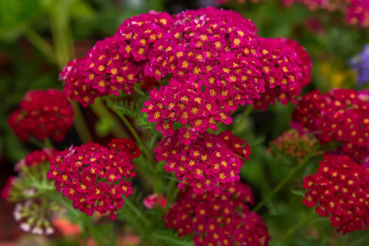 Yarrow