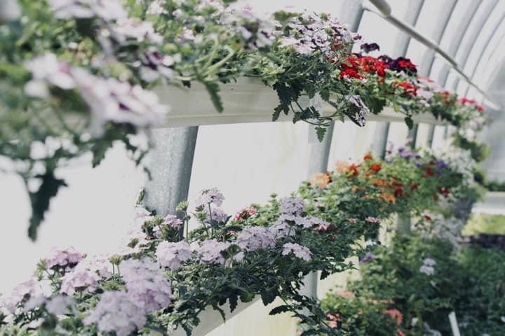 Indoor Garden Variety of Plants