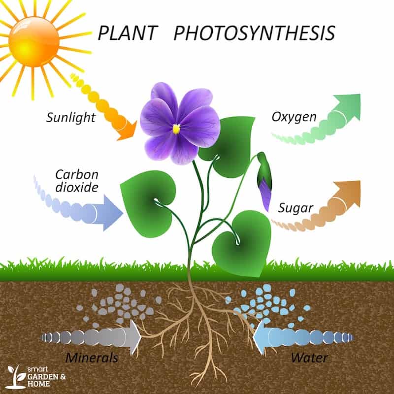 Plant Photosynthesis Process - Smart Garden Home