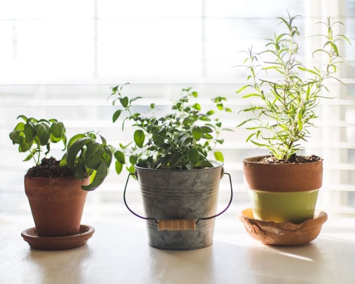 Potted Plants on Window Sill