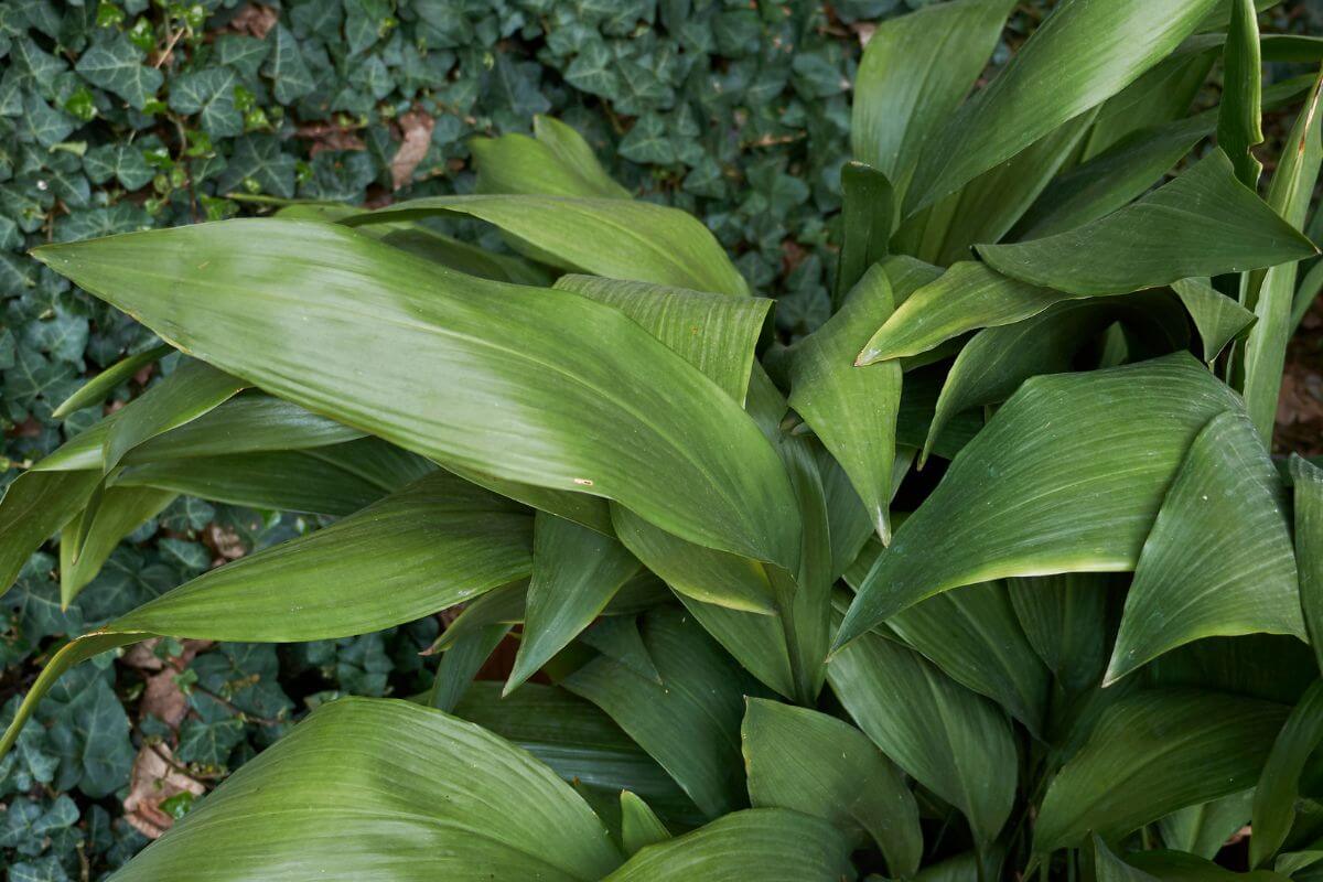 The Cast Iron Plant, with its large, dark-green, leathery leaves, adds a unique touch to gardens.