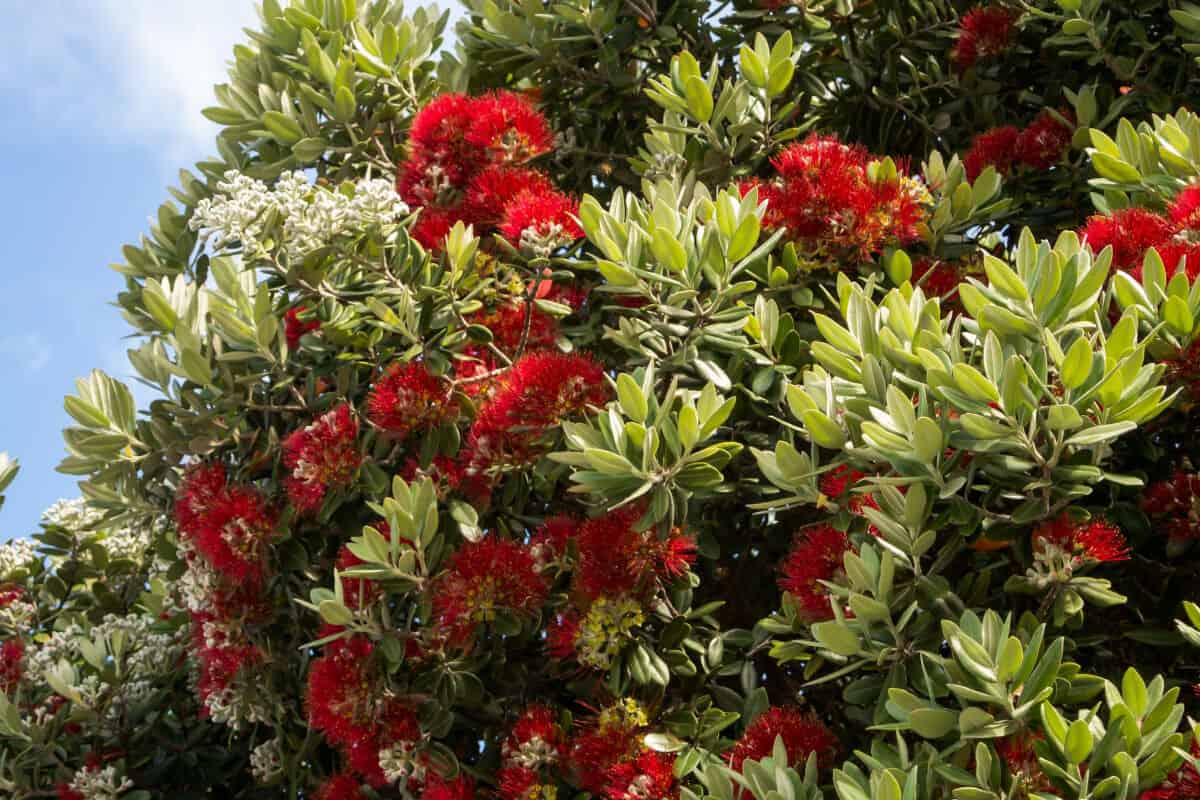 Crimson Bottlebrush