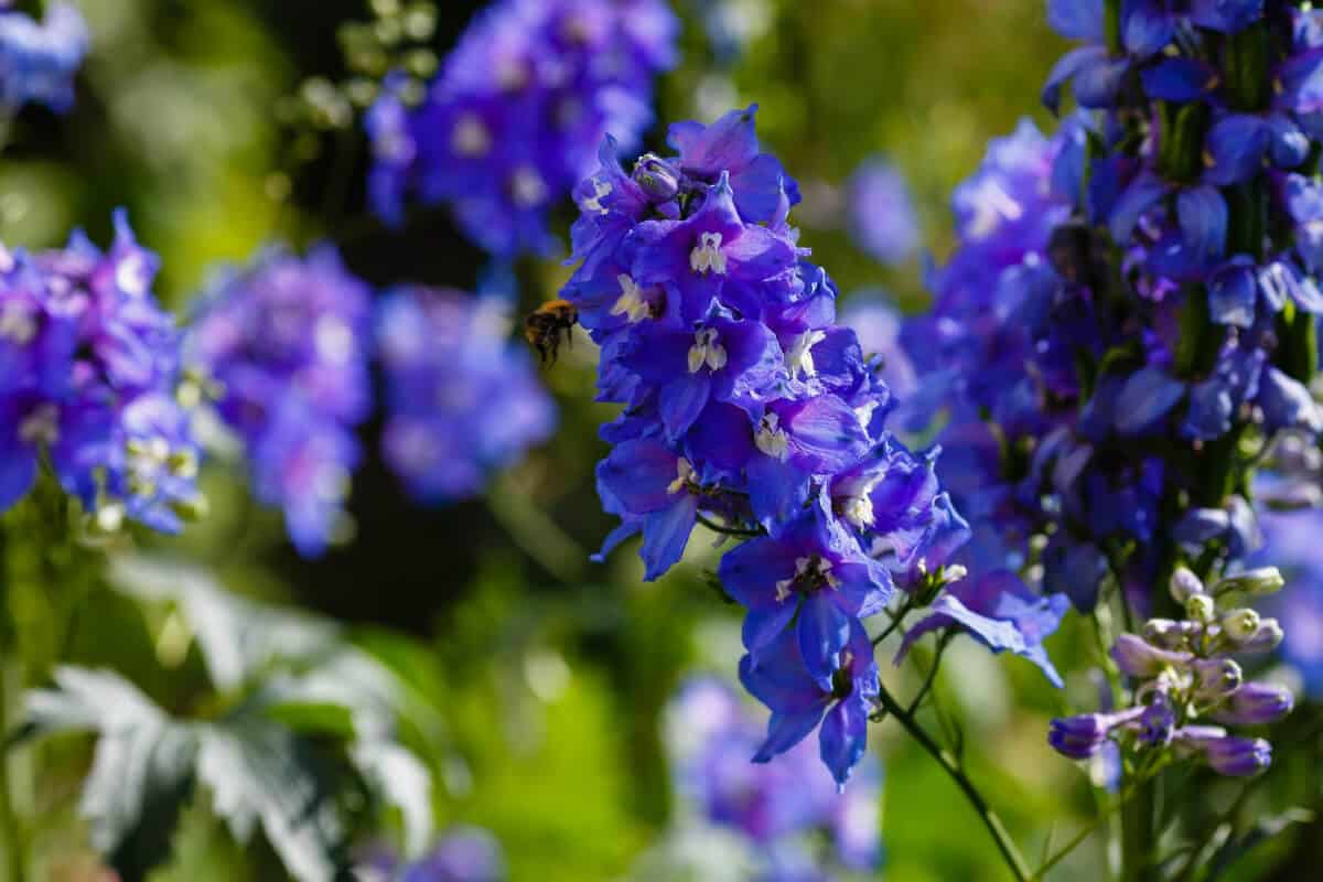 Delphinium