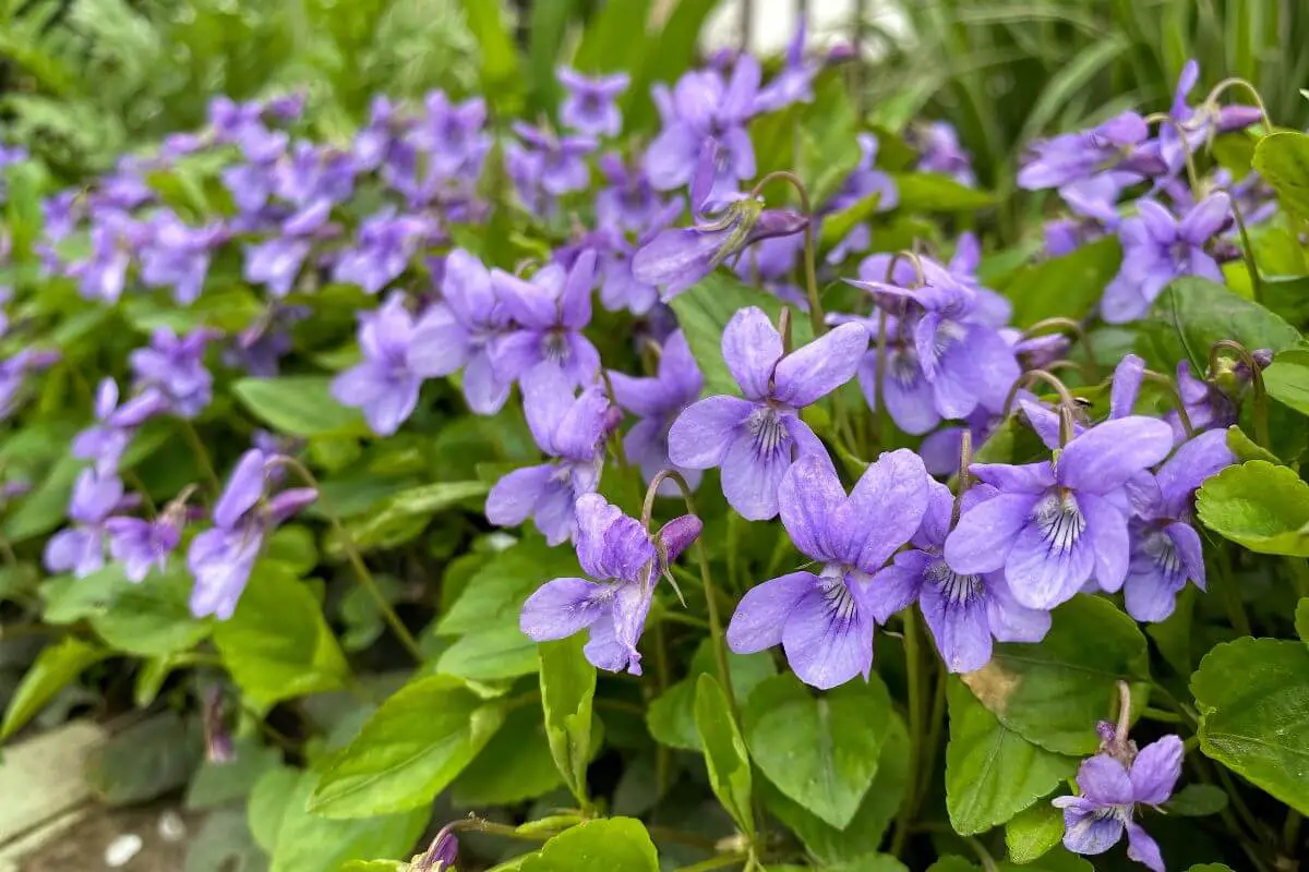 A vibrant cluster of purple violets, one of the wild edible plants, in full bloom, surrounded by lush green leaves.