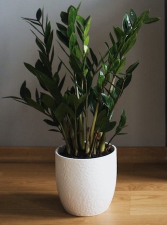 ZZ Plant Most Common and Popular Houseplant