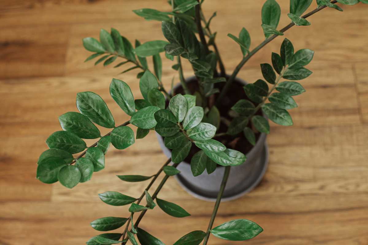 A potted ZZ plant with vibrant green leaves sits on a wooden floor. 